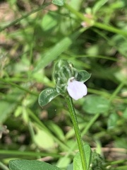 Rostellularia obtusa