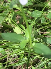 Rostellularia obtusa