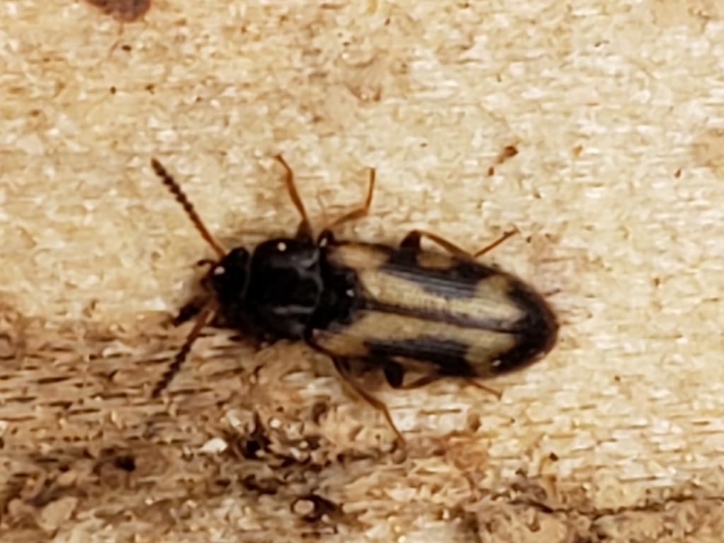 Mycetophagus melsheimeri
