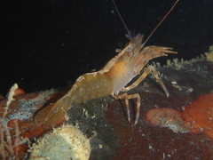 Heptacarpus palpator