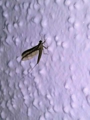 Callibaetis floridanus