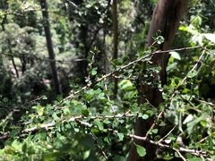 Phyllanthus microcladus