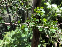 Phyllanthus microcladus