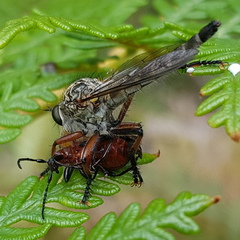 Dolopus rubrithorax