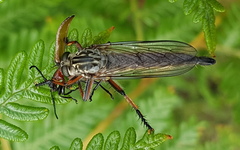 Dolopus rubrithorax
