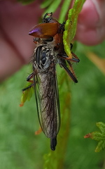 Dolopus rubrithorax
