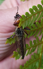 Dolopus rubrithorax