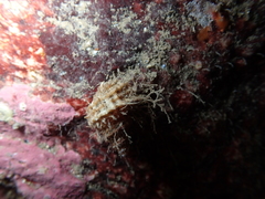 Trichotropis cancellata