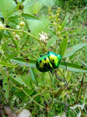 Chrysocoris purpureus
