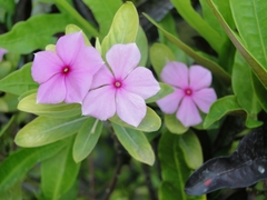 Catharanthus roseus