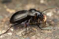 Carabus taedatus