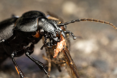 Carabus taedatus