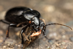 Carabus taedatus