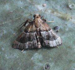 Persicoptera iochyta