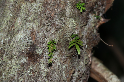 Image of Tmesipteris ovata by (c) Greg Tasney, some rights reserved (CC BY-SA)