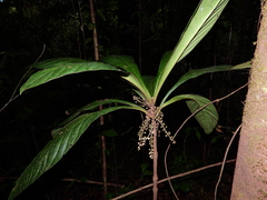 Cybianthus prevostiae