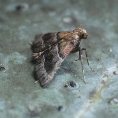 Persicoptera iochyta