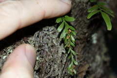 Tmesipteris ovata