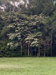 Commersonia bartramia