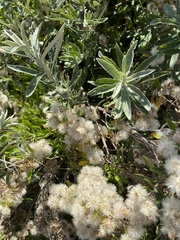 Olearia phlogopappa