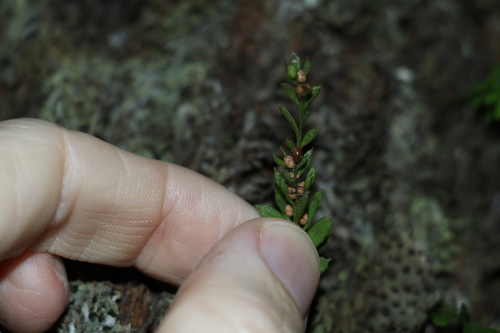 Image of oval fork-fern by (c) Greg Tasney, some rights reserved (CC BY-SA)