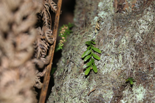 Image of Tmesipteris ovata by (c) Greg Tasney, some rights reserved (CC BY-SA)