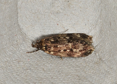 Barea exarcha