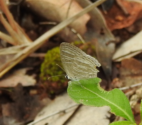 Common Cerulean photo 5