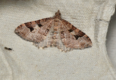 Epyaxa centroneura