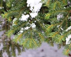 Taxus baccata