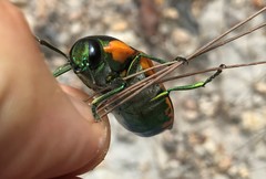 Temognatha regia
