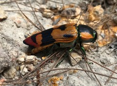 Temognatha regia