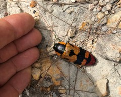 Temognatha regia