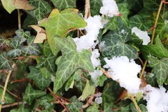 Hedera helix
