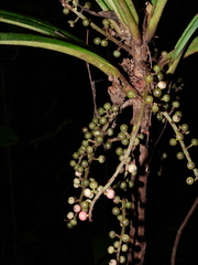 Cybianthus prevostiae