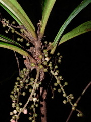 Cybianthus prevostiae