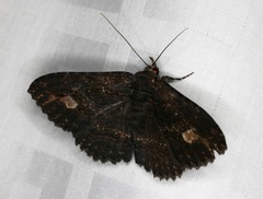 Anisoneura salebrosa