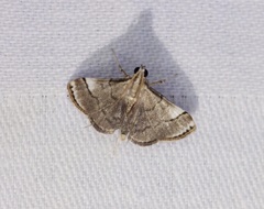 Cangetta hartoghialis