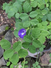 Clitoria ternatea