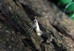 Gibbovalva singularis