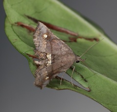 Throana pectinifer