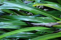 Helmholtzia glaberrima