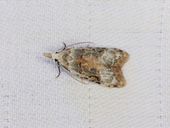 Metacosmesis laxeuta