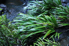 Helmholtzia glaberrima