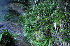 Helmholtzia glaberrima