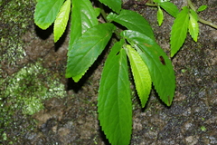 Elatostema reticulatum