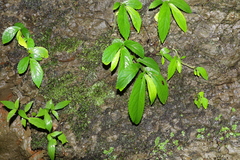 Elatostema reticulatum