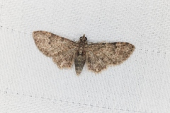 Eriopithex recensitaria