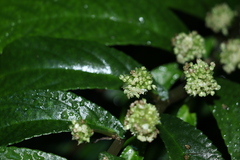 Elatostema reticulatum