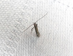 Psydrocercops wisteriae